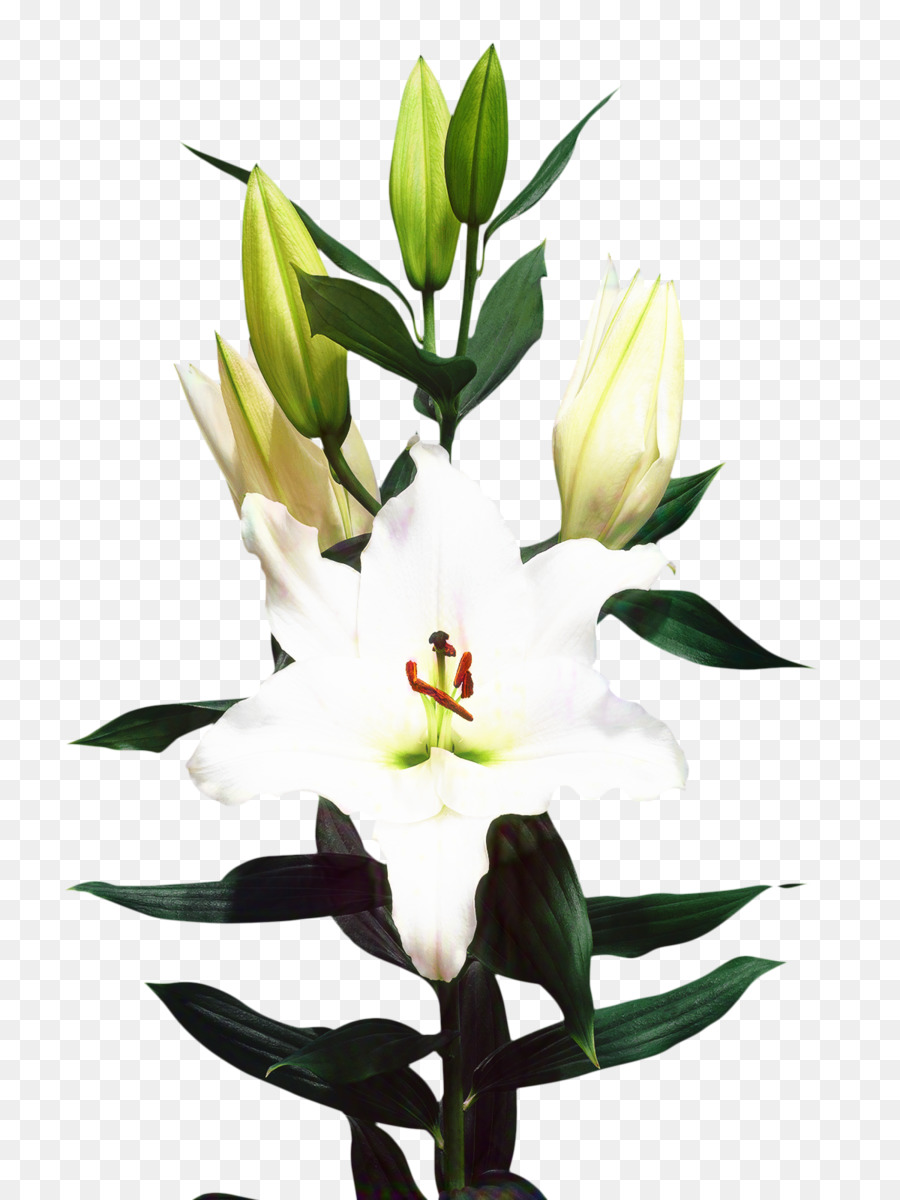 Madonna Lily Cut flowers Floristry Bulb -  png download - 1200*1600 - Free Transparent Madonna Lily png Download.