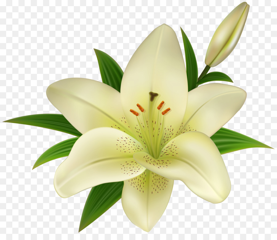 Banner Library Easter Lily Clipart Lily Flower Clip A - vrogue.co