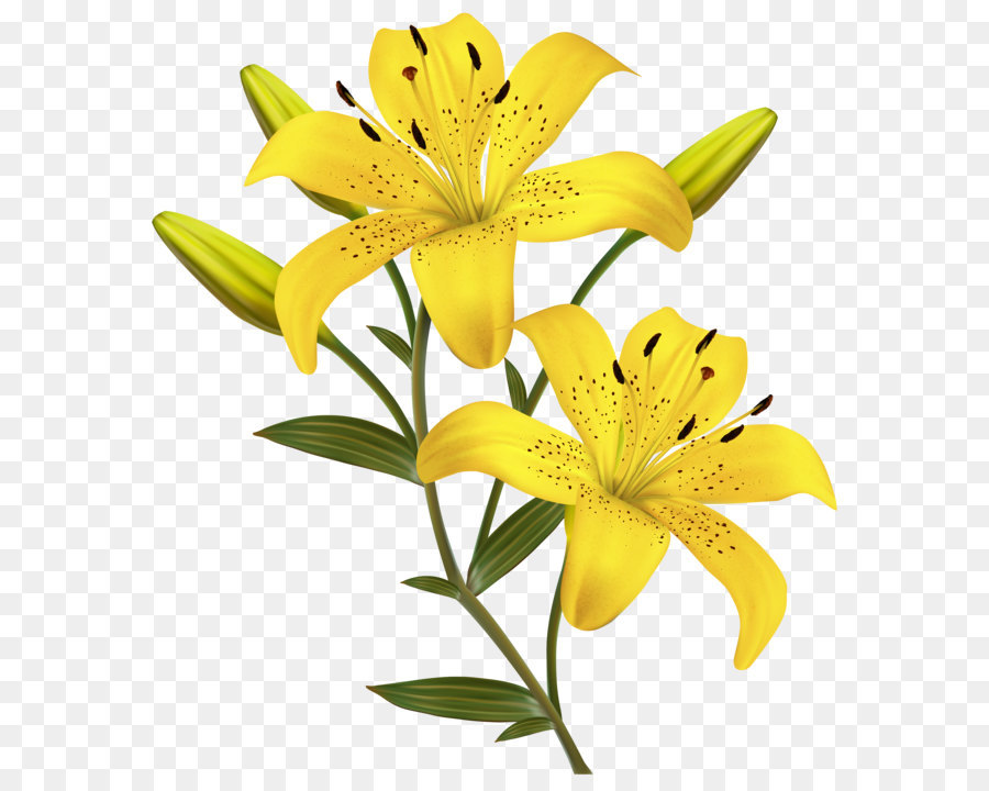 Flower Yellow Easter lily Clip art - Yellow Lilies PNG Clipart Image png download - 3738*4083 - Free Transparent Arum Lily png Download.