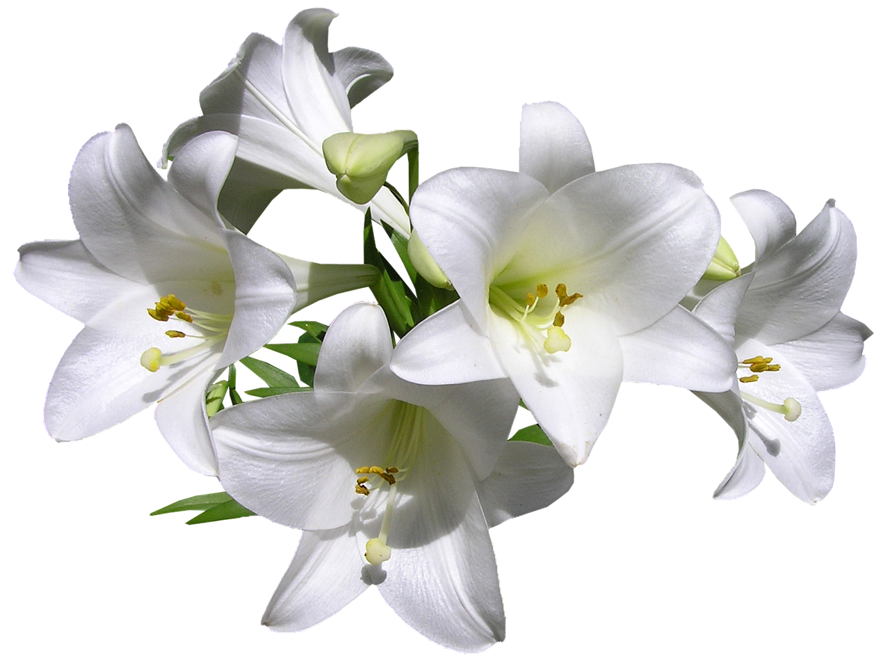 Bunga Lily Png Bunga Lily Png White Lily Flower Png D - vrogue.co