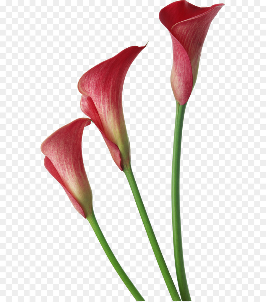 Arum-lily Flower Clip art - Red Transparent Calla Lilies Flowers Clipart png download - 625*1017 - Free Transparent Arum Lily png Download.