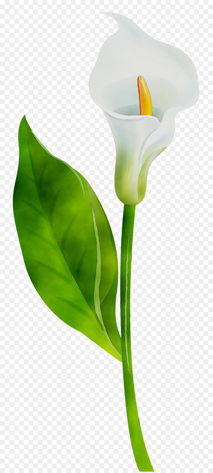 Arum Lilies Plant stem Cut flowers Leaf Product design -  png download - 1354*3000 - Free Transparent Arum Lilies png Download.