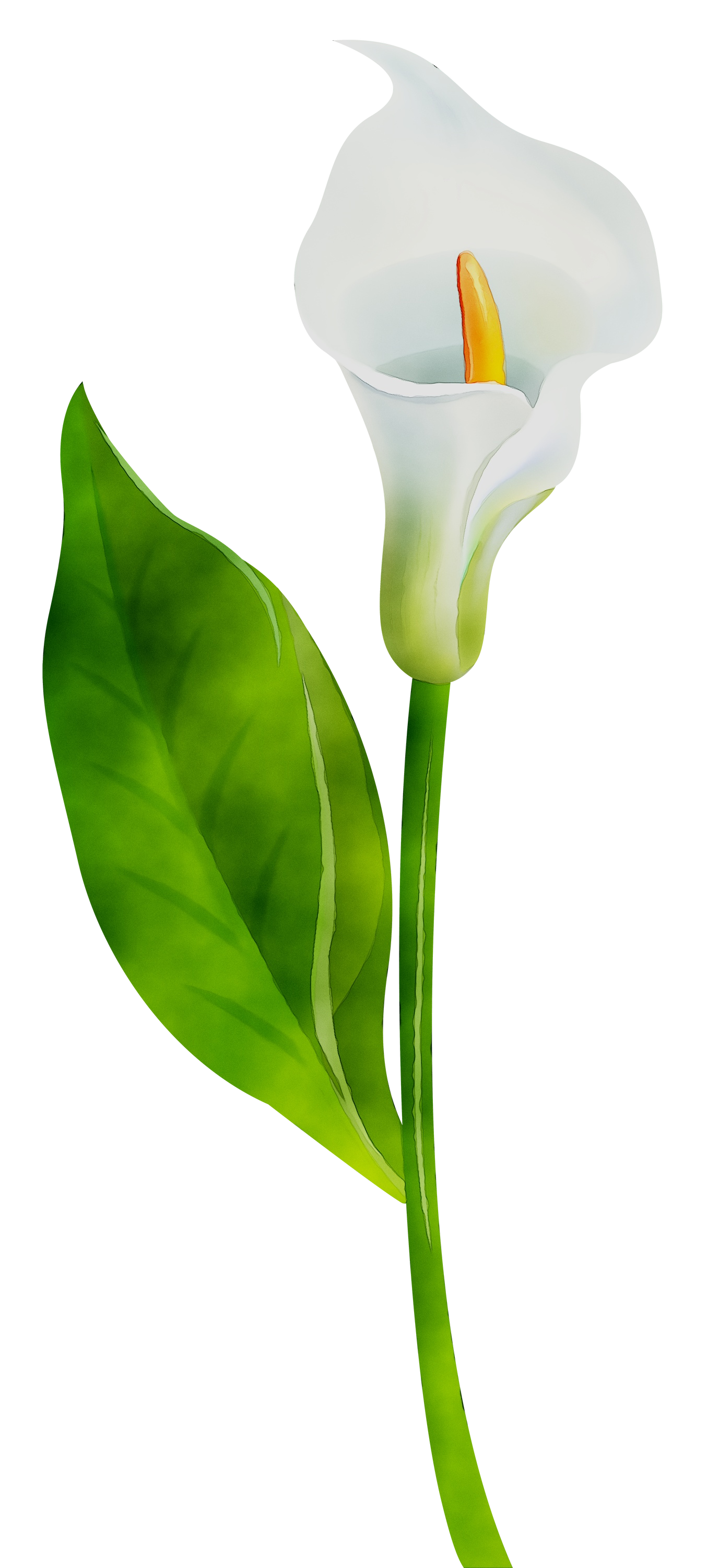 Arum Lilies Plant stem Cut flowers Leaf Product design - png download ...