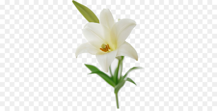 Easter lily Flower bouquet Lilium brownii Lilies - flower png download - 600*450 - Free Transparent Easter Lily png Download.