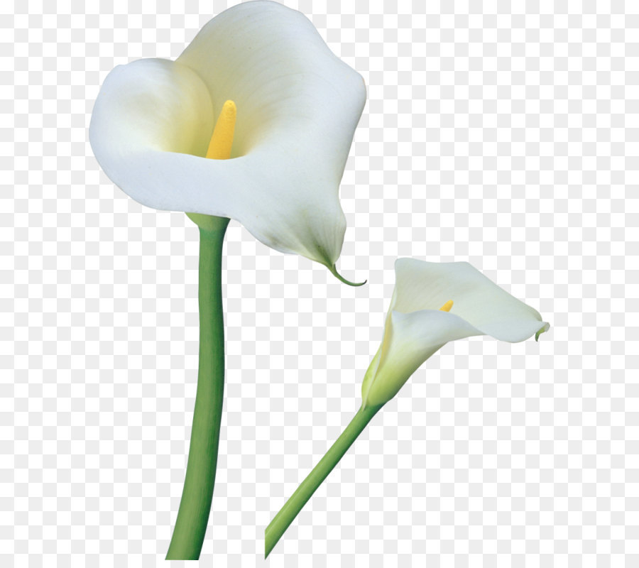 Arum-lily Flower Tiger lily Easter lily Clip art - Transparent Calla Lilies Flowers PNG Clipart png download - 840*1019 - Free Transparent Arum Lily png Download.