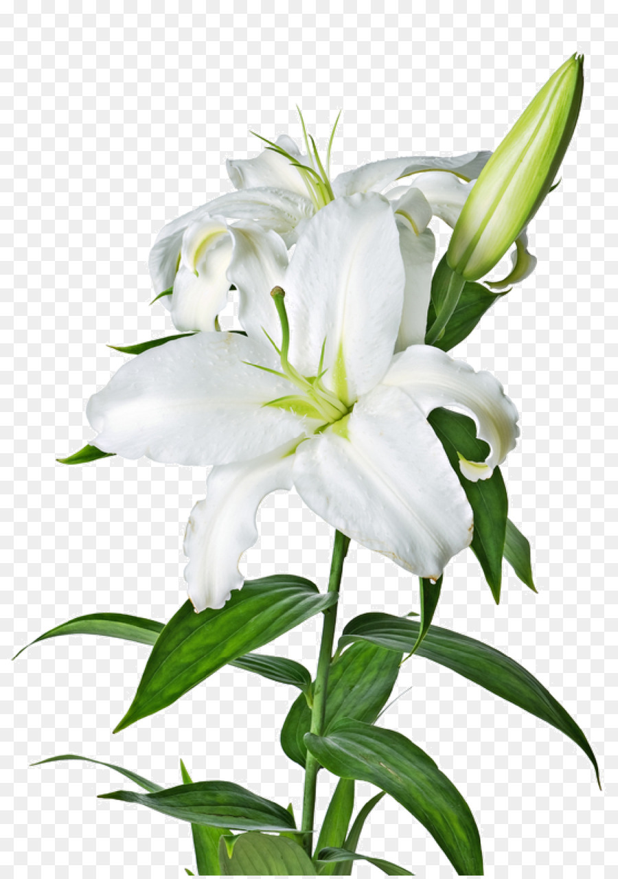 Lilium candidum Tiger lily Flower Easter lily Lilium bulbiferum - Lily PNG Image png download - 1121*1588 - Free Transparent Lilium Candidum png Download.
