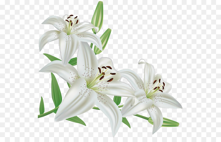 Transparent Lilies
