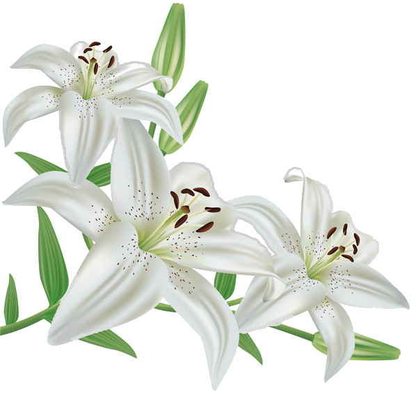 Madonna Lily Flower Lily Stargazer Flower Png Download