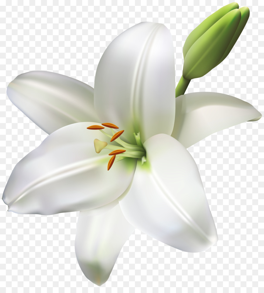 Madonna Lily Flower Clip art Portable Network Graphics Lilies - flower png download - 7318*8000 - Free Transparent Madonna Lily png Download.