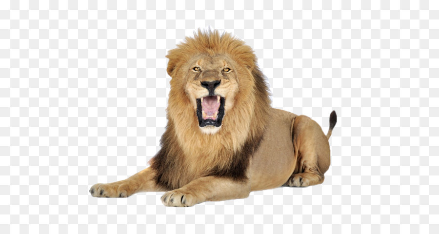 Lion Icon - A lion png download - 1000*720 - Free Transparent Lion png Download.