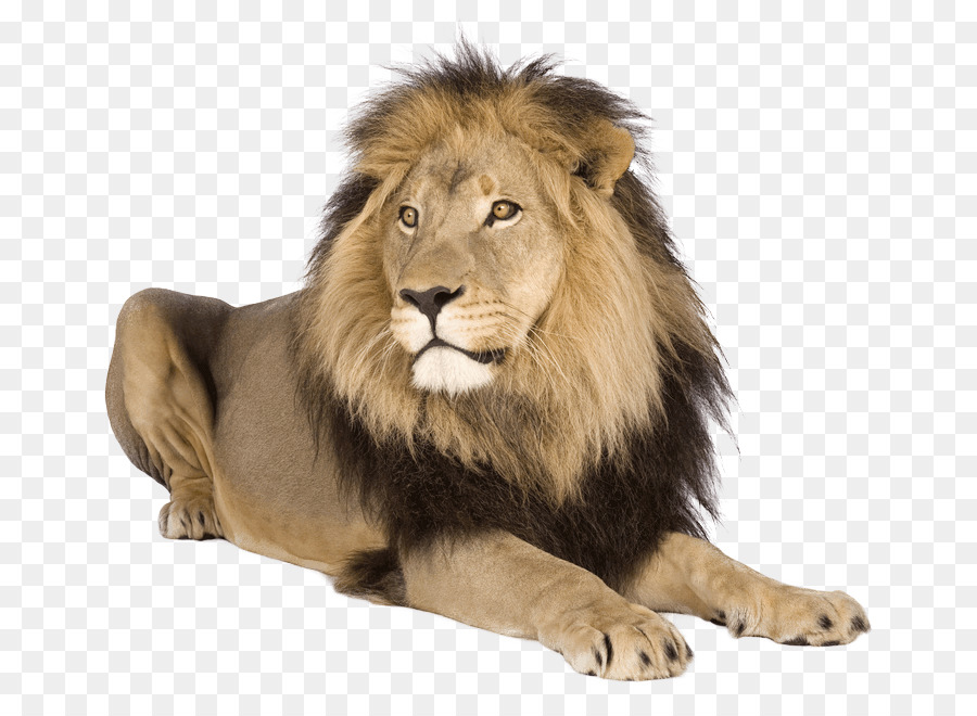 Lion Tiger Cat - lion png download - 731*647 - Free Transparent Lion png Download.