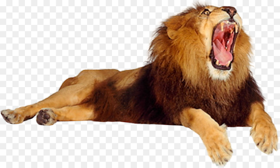 Lion Roar Cat - lion png download - 975*582 - Free Transparent Lion png Download.