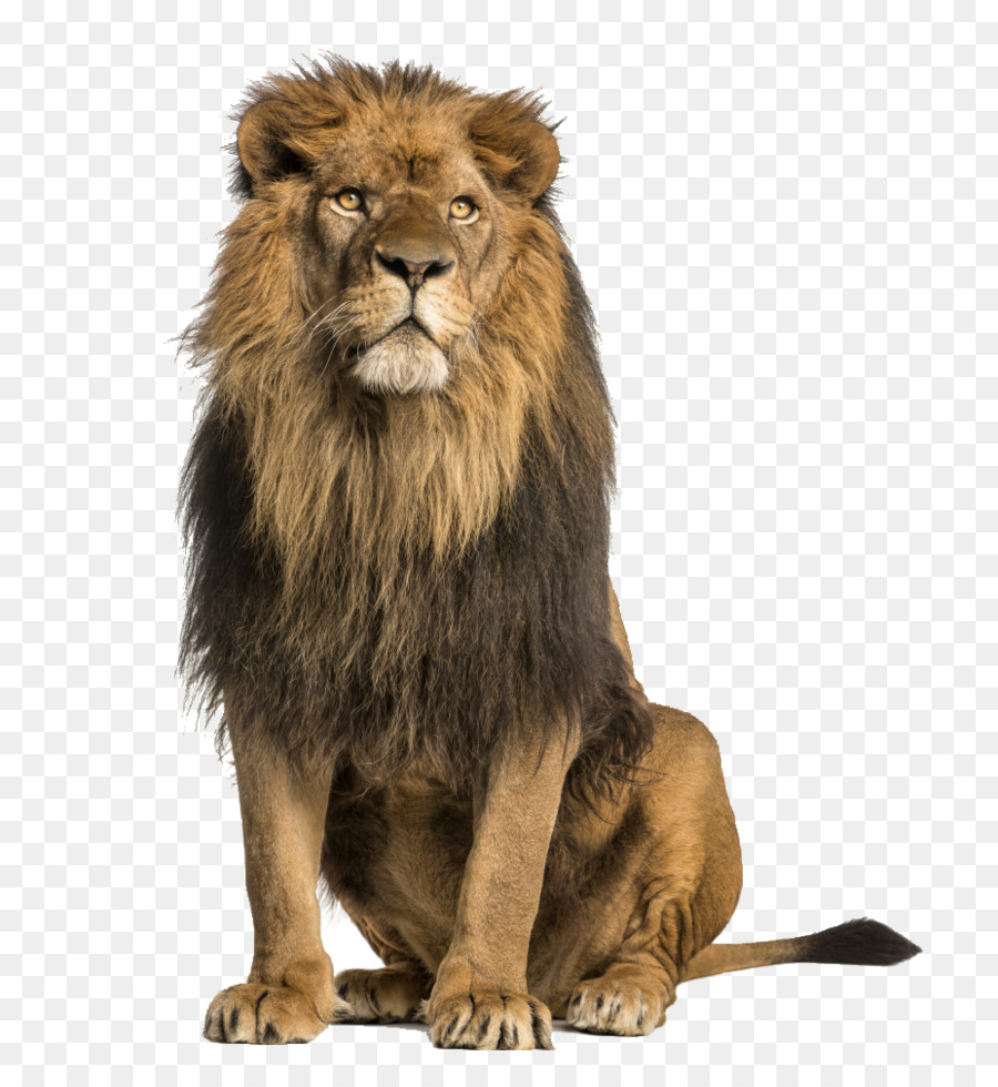 Lion Stock photography Royalty-free - lion png download - 927*1005 - Free Transparent Lion png Download.