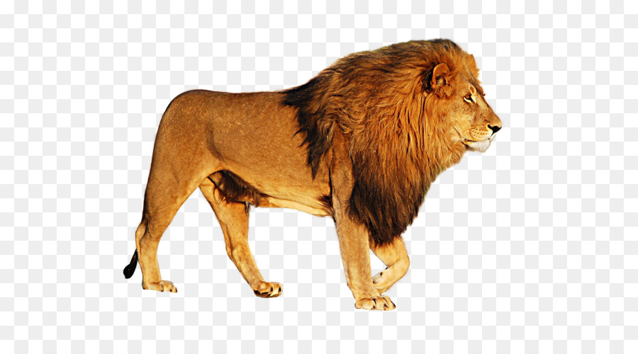 Lion Icon - Lion PNG png download - 2800*2109 - Free Transparent Lion png Download.