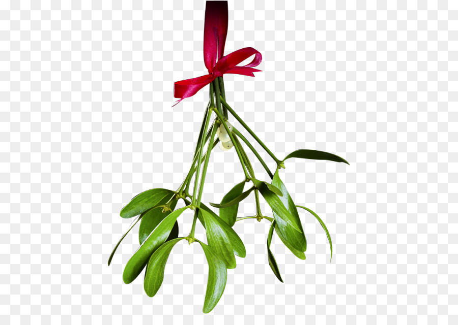 Mistletoe Phoradendron tomentosum Christmas Clip art - christmas transparent png picture png download - 500*627 - Free Transparent Mistletoe png Download.