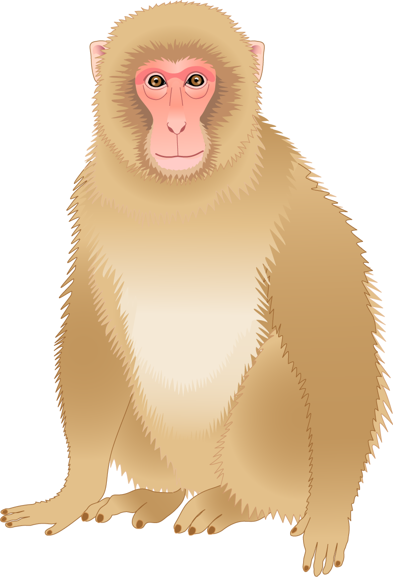 Monkey Download - monkey png download - 787*1165 - Free Transparent ...