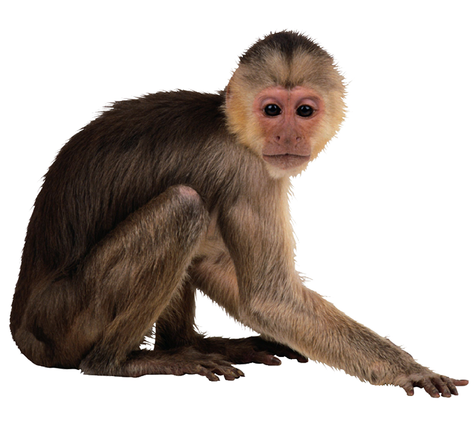Capuchin Monkey Desktop Wallpaper Monkeys Png Download 951879
