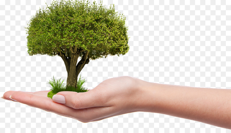 Telangana Ku Haritha Hu0101ram Tree Centre for Renewable Energy Sources and Saving Arbor Day Purpose - Nature PNG Transparent Picture png download - 960*542 - Free Transparent Tree png Download.