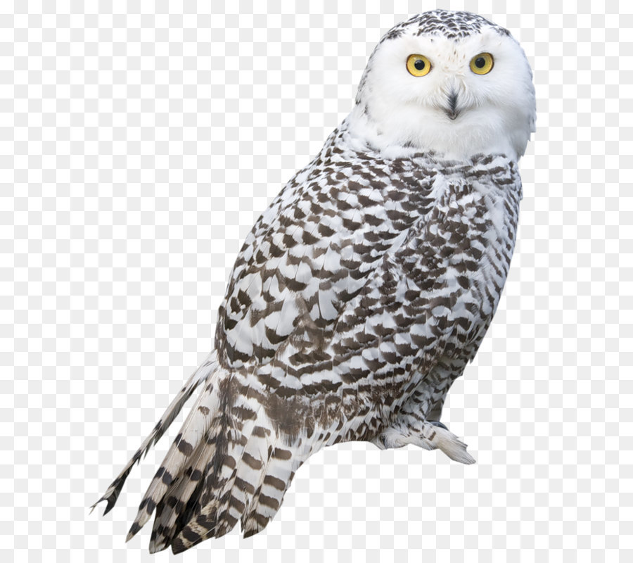 Snowy owl Bird Arctic fox - Transparent White Owl PNG Picture png download - 670*813 - Free Transparent Snowy Owl png Download.