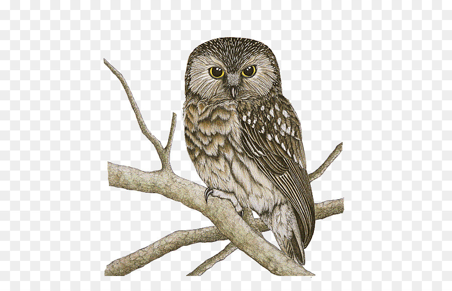 Owl Bird Morepork Drawing - chouette png download - 489*565 - Free Transparent Owl png Download.