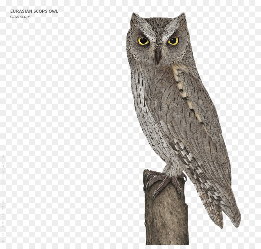 Great Grey Owl - Grey Owl png download - 1000*939 - Free Transparent Owl png Download.