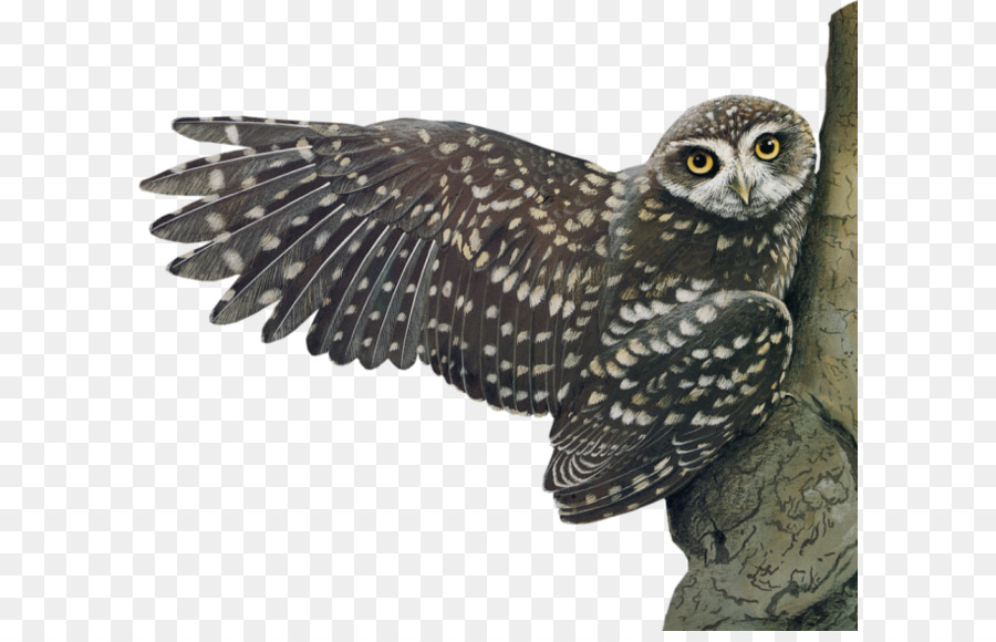 Little Owl Bird - Owl PNG png download - 661*580 - Free Transparent Owl png Download.