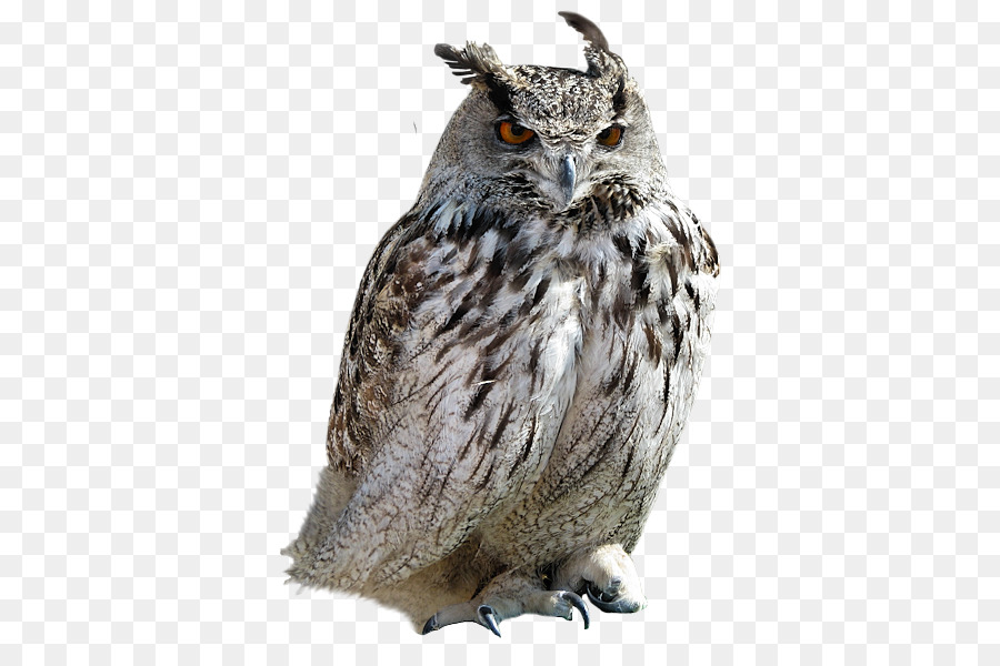 Tawny owl Little Owl - Grey Owl png download - 440*589 - Free Transparent Owl png Download.