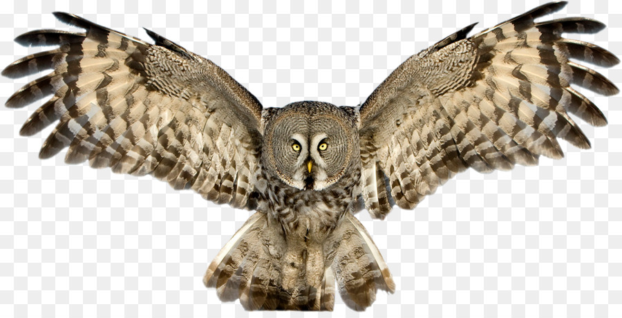 Snowy owl Great Horned Owl Clip art - Owl PNG Pic png download - 1297*652 - Free Transparent Owl png Download.