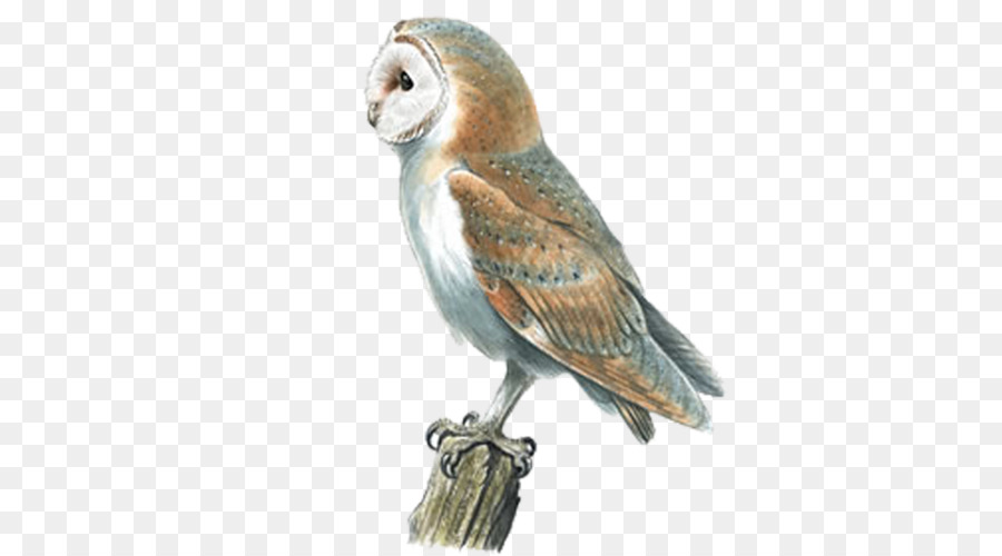 Barn owl Swallow Bird Pellet - owl png download - 500*500 - Free Transparent Owl png Download.
