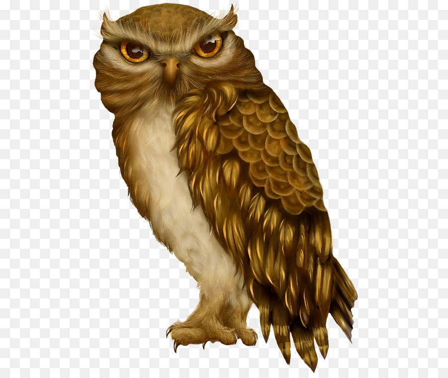 Owl Bird Beak Clip art - owl png download - 538*750 - Free Transparent Owl png Download.