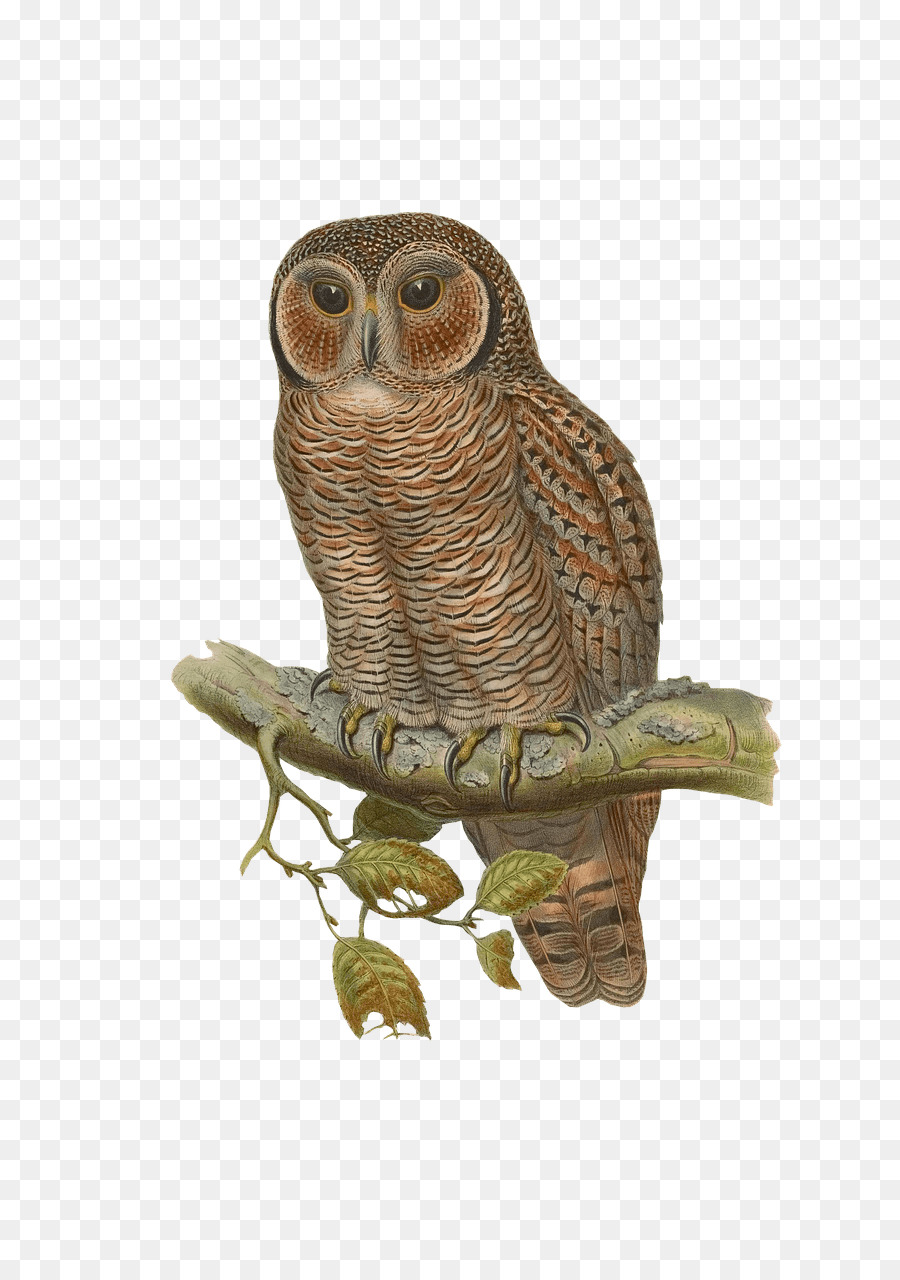 Snowy owl Bird Eurasian eagle-owl - creative owl png download - 889*1280 - Free Transparent Owl png Download.