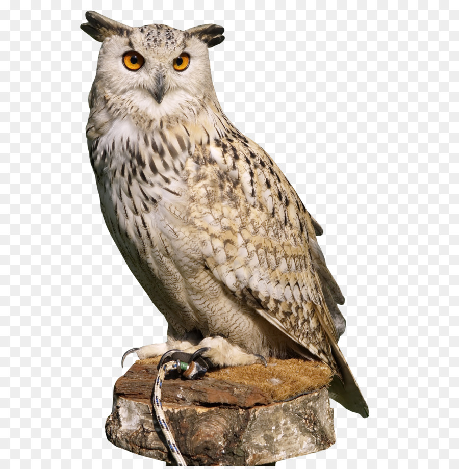 Owl PNG png download - 950*1336 - Free Transparent Owl png Download.
