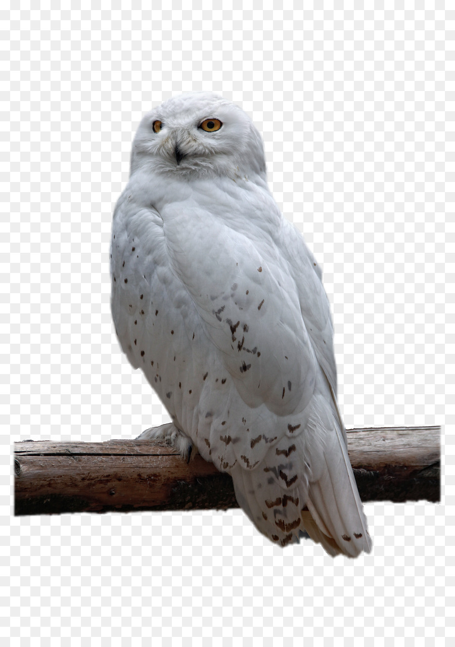 Owl Bird Download - White Owl png download - 853*1280 - Free Transparent Owl png Download.