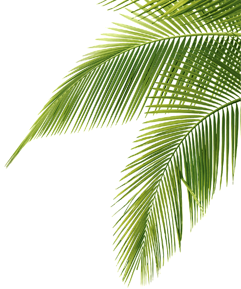 Palm trees Clip art Portable Network Graphics Image JPEG - Leaf png ...