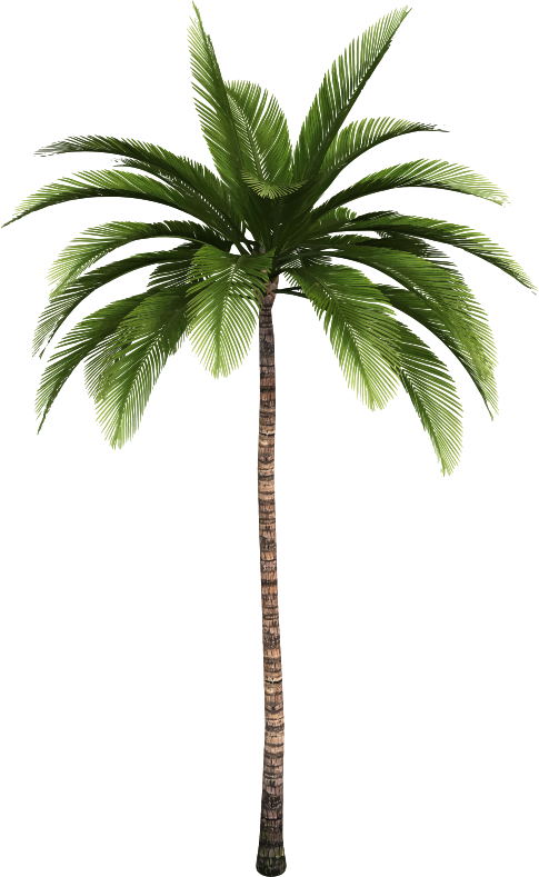 Palm trees Clip art Coconut Trunk - simple low poly lion png download ...