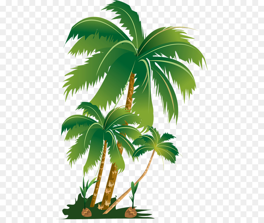 Palm trees Portable Network Graphics Clip art Image - tree png download - 516*747 - Free Transparent Palm Trees png Download.