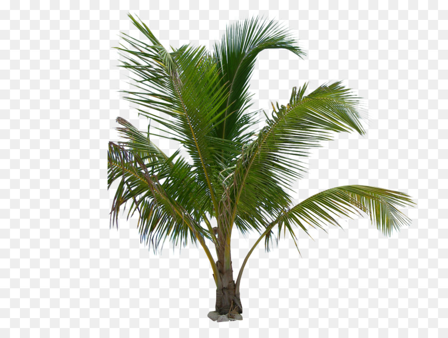 Palm trees Portable Network Graphics Plants Image - plants png download - 900*675 - Free Transparent Palm Trees png Download.