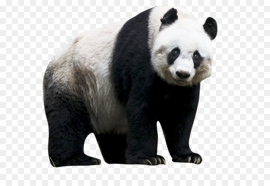 The Giant Panda Red panda Bear - red panda png download - 1000*667 - Free Transparent Giant Panda png Download.