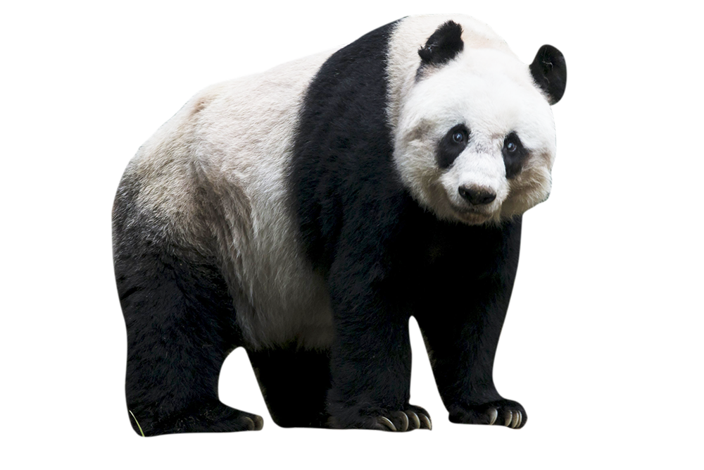 The Giant Panda Red panda Bear - red panda png download - 1000*667 ...