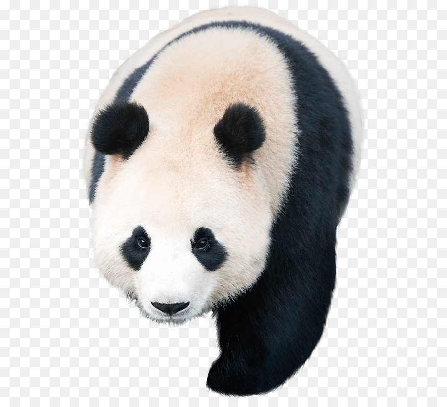 Giant panda Pandas Kakao Games - others png download - 605*810 - Free Transparent Giant Panda png Download.