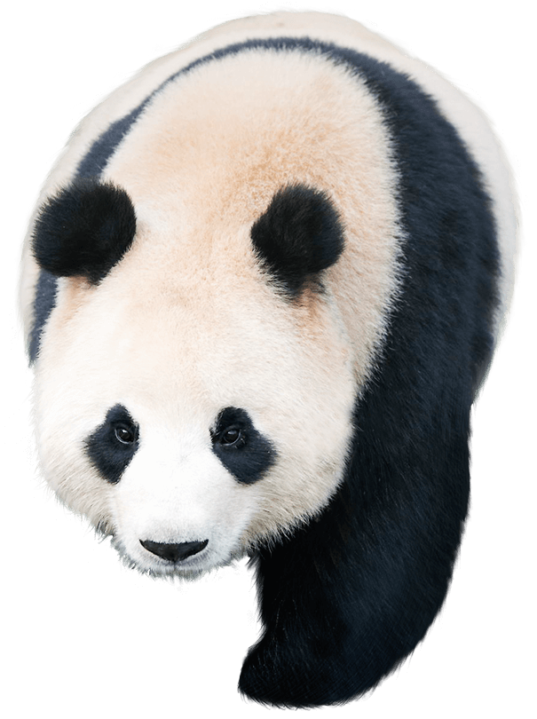 Giant Panda Pandas Kakao Games Others Png Download 605810 Free