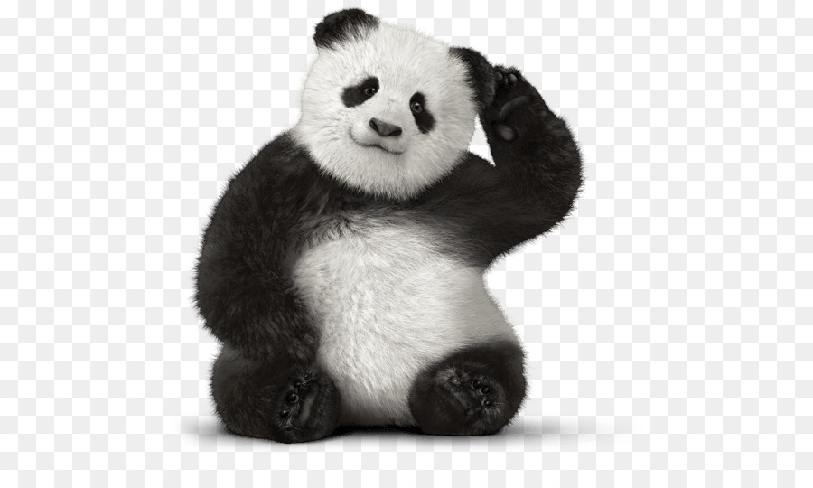 Giant panda Bear Red panda Telus Customer Service - bear png download - 525*539 - Free Transparent Giant Panda png Download.