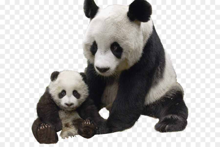Giant panda Polar bear Red panda Raccoon - Panda PNG png download - 1124*1018 - Free Transparent Giant Panda png Download.