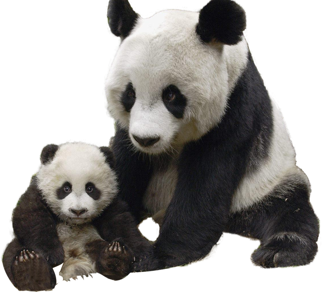 Giant panda Polar bear Red panda Raccoon - Panda PNG png download ...