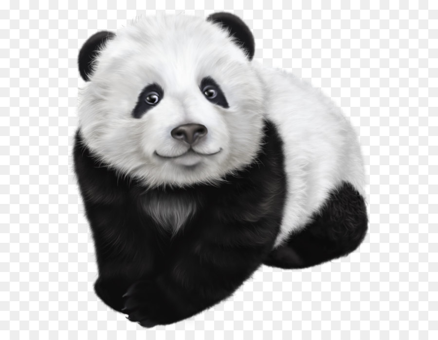 Giant panda Drawing Illustration - Panda Transparent Clip Art Image png download - 763*816 - Free Transparent Giant Panda png Download.