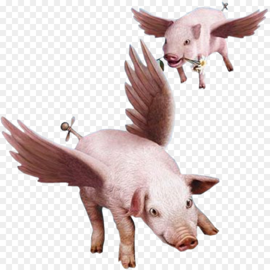 When pigs fly Clip art - pig png download - 1200*1200 - Free Transparent Pig png Download.