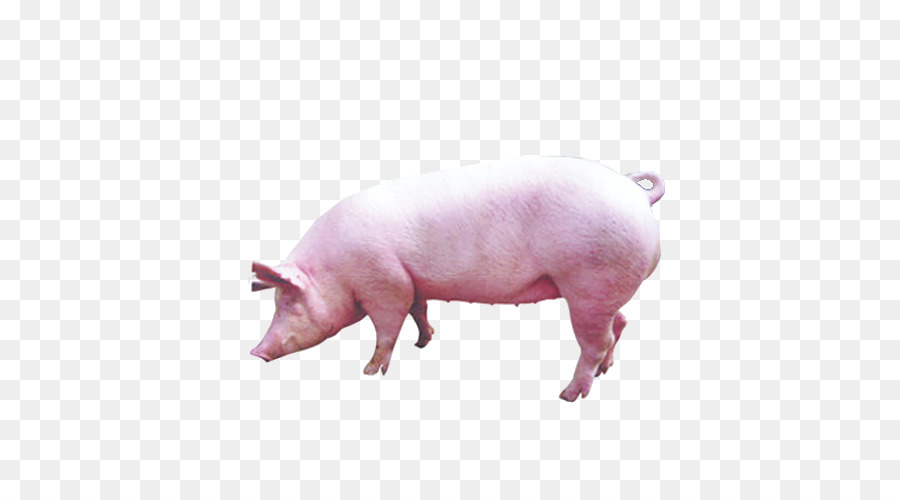 Pig Livestock - pig png download - 500*500 - Free Transparent Pig png Download.