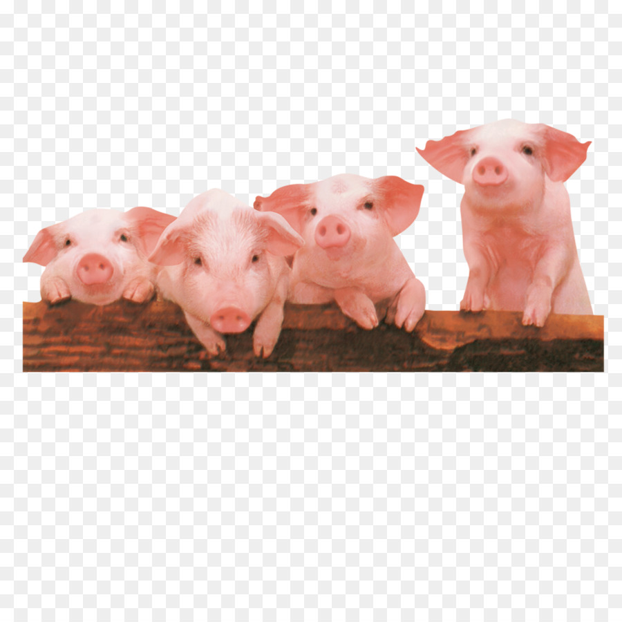 Domestic pig - Cute little pig png download - 2362*2362 - Free Transparent Pig png Download.