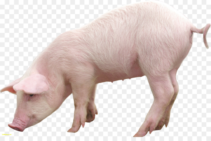 Domestic pig Clip art - piglet png download - 1600*1039 - Free Transparent Pig png Download.