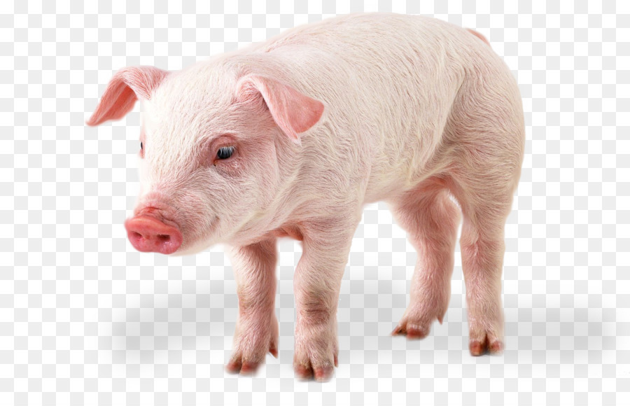 Domestic pig Clip art - daddy pig png download - 1680*1050 - Free Transparent Pig png Download.